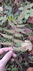 Athyrium niponicum