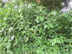 Isoglossa woodii