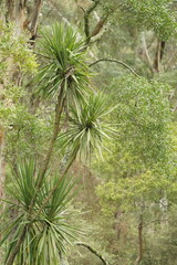 Cordyline australis