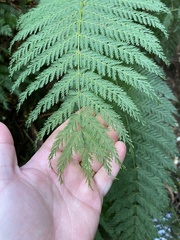 Leptopteris hymenophylloides