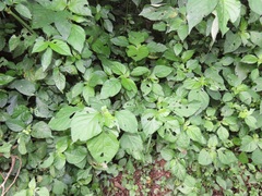 Isoglossa woodii