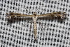 Stangeia xerodes