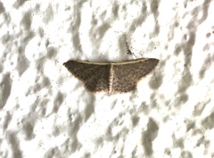 Idaea eretmopus