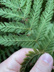 Leptopteris hymenophylloides