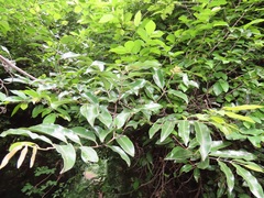 Landolphia kirkii