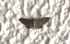 Idaea eretmopus