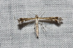 Stangeia xerodes