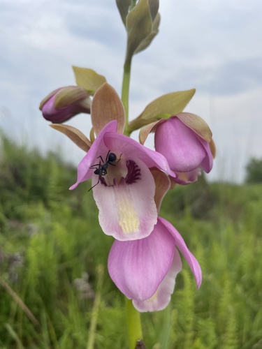 Eulophia latilabris image