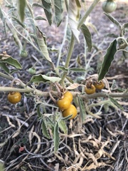 Solanum elaeagnifolium