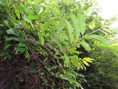 Landolphia kirkii