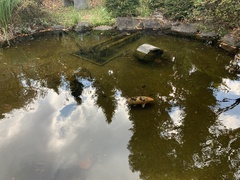 Cyprinus rubrofuscus