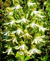 Bonatea speciosa