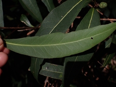 Notelaea venosa