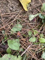 Pyrrhopeplus carduelis