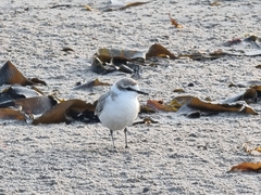 Charadrius marginatus