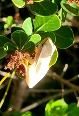 Hyperolius horstockii