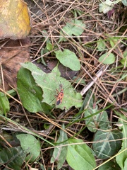 Pyrrhopeplus carduelis