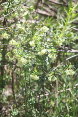 Pimelea linifolia
