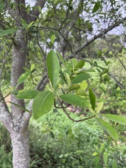 Ficus sur