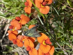Pollanisus viridipulverulenta