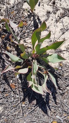 Protea acaulos