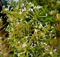 Plumbago zeylanica