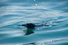 Spheniscus mendiculus