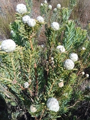 Leucadendron linifolium