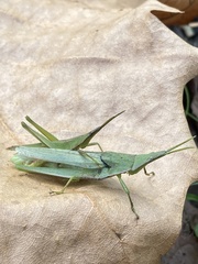 Atractomorpha lata