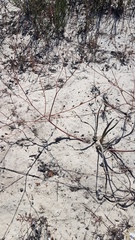 Trachyandra revoluta