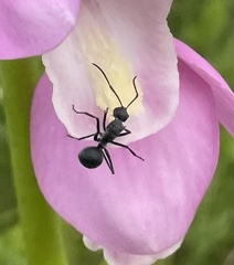Polyrhachis schistacea