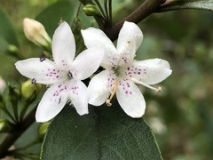 Myoporum petiolatum