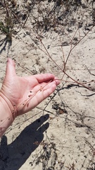 Trachyandra revoluta