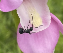 Polyrhachis schistacea