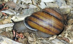 Sphaerospira fraseri