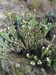 Leucadendron linifolium
