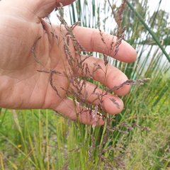 Poa