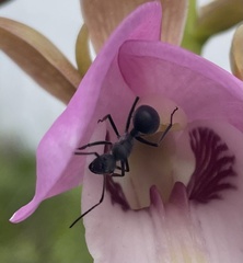 Polyrhachis schistacea