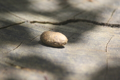 Pseudocheirus peregrinus