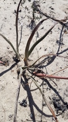 Trachyandra revoluta