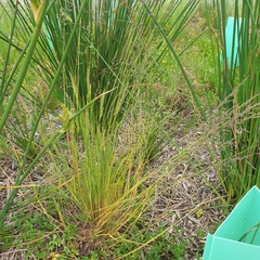 Poa