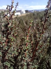 Cliffortia brevifolia