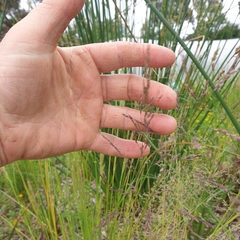 Poa