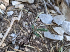 Juniperus seravschanica