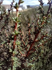Cliffortia brevifolia