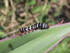 Xanthopastis regnatrix