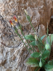 Asteraceae