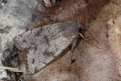 Orthosia incerta