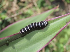 Xanthopastis regnatrix