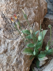 Asteraceae
